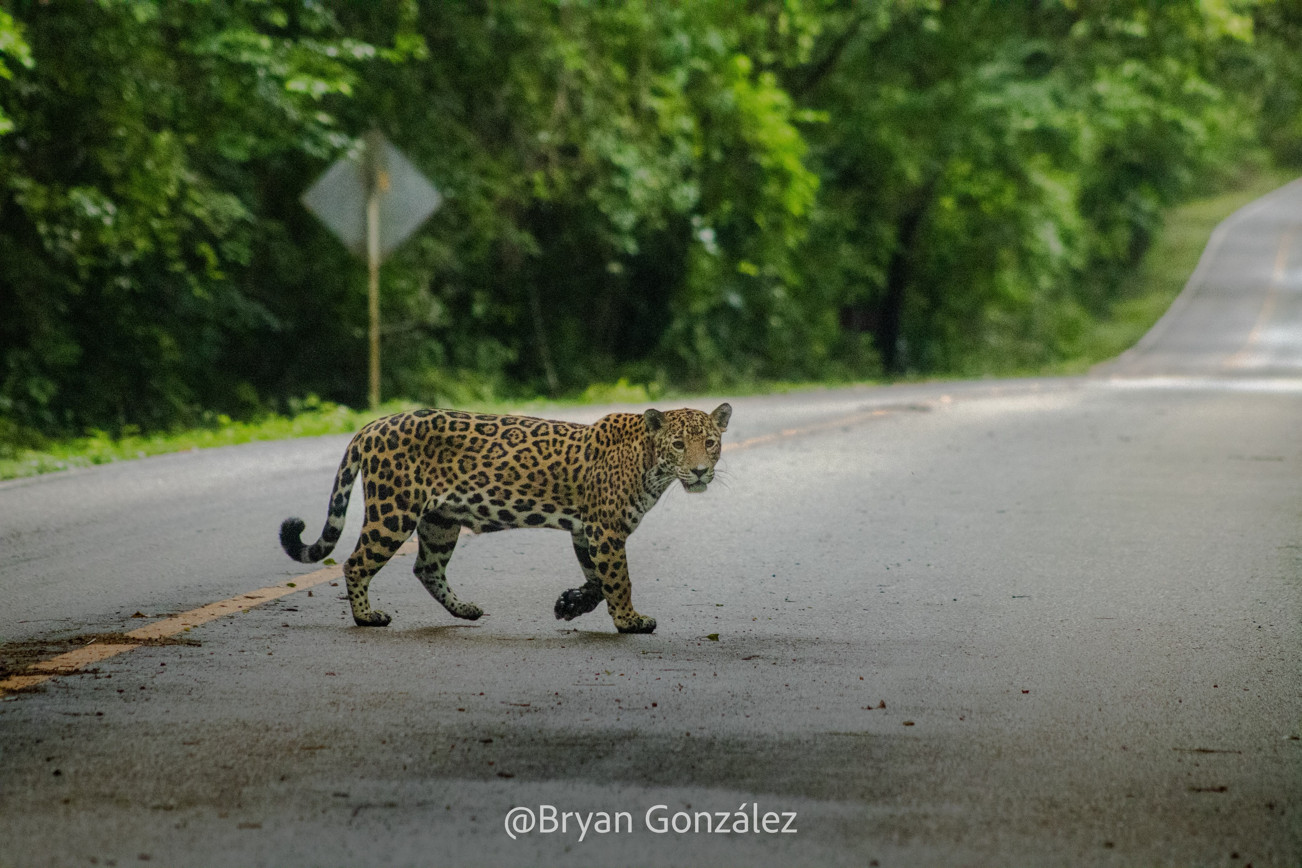 Tikal Tour Básico — foto 5